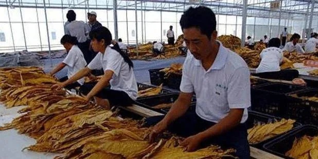 越南代工产业解析：揭秘“越南代工烟”背后的真相