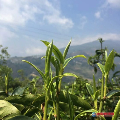 桂林清通茶相关长尾关键词有哪些 桂林清通茶相关长尾关键词有哪些