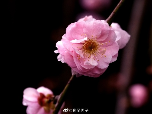 河南小风梅的相关长尾关键词有哪些 河南小风梅的相关长尾关键词有哪些