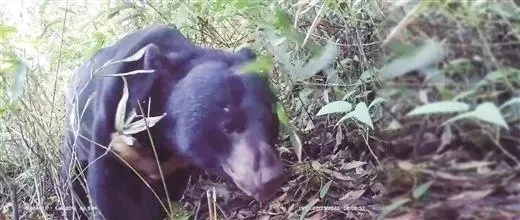 惊险!我在深山遭遇“熊出没”,那一刻我才明白什么叫“熊出没请注意” 惊险!我在深山遭遇“熊出没”,那一刻我才明白什么叫“熊出没请注意”