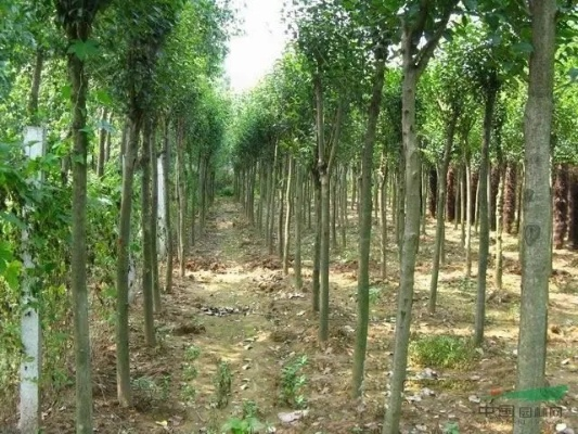 合肥市苗圃卖什么的 合肥市苗圃卖什么的