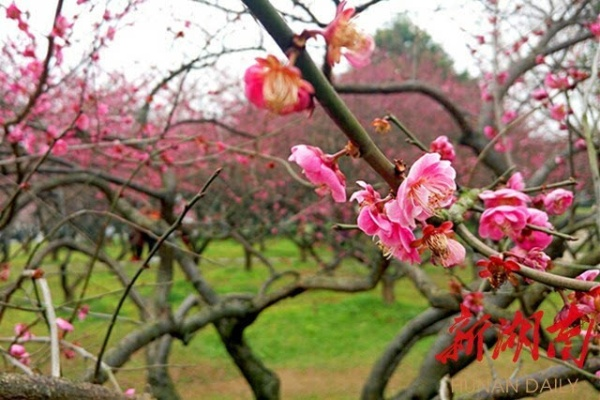 长沙严花相关长尾关键词有哪些 长沙严花相关长尾关键词有哪些