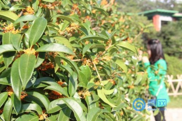 临沂市桂花产地在哪里啊 临沂市桂花产地在哪里啊