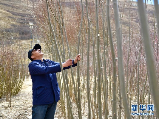 青海森科:我与这片绿色宝藏的不解之缘 青海森科:我与这片绿色宝藏的不解之缘