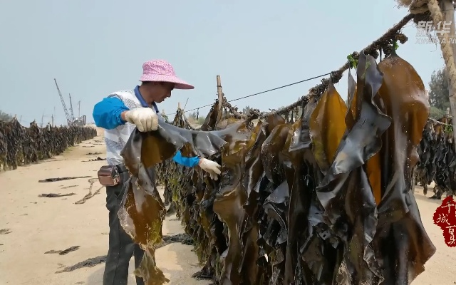 福建捞海带怎么样 福建捞海带怎么样
