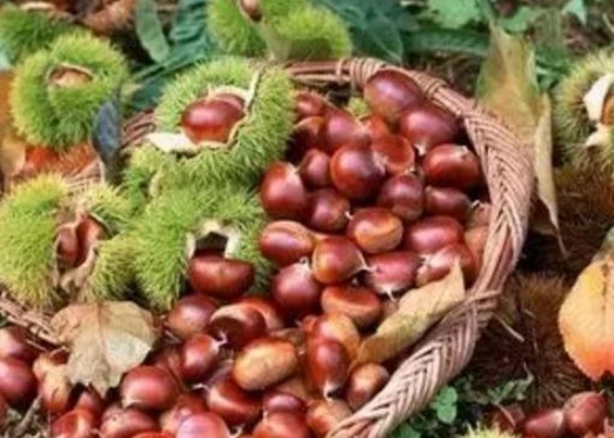 河南板栗哪里产的最好? 河南板栗哪里产的最好?