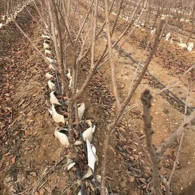 现在移植的车厘子树苗多久会发芽!栽种深度应该是多少!种的黑珍珠!有专业的吗?坐标河南南阳? 现在移植的车厘子树苗多久会发芽!栽种深度应该是多少!种的黑珍珠!有专业的吗?坐标河南南阳?