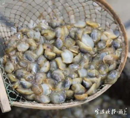 2025年宁波哪里能买到新鲜泥螺?菜市场VS超市对比 2025年宁波哪里能买到新鲜泥螺?菜市场VS超市对比