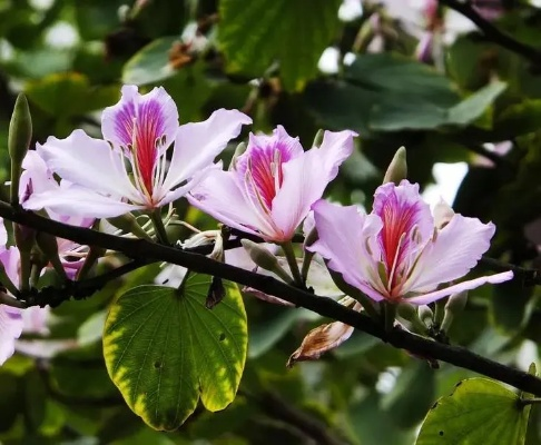 桂林市市花是什么花 桂林市市花是什么花