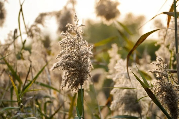 芦长沙相关长尾关键词有哪些 芦长沙相关长尾关键词有哪些