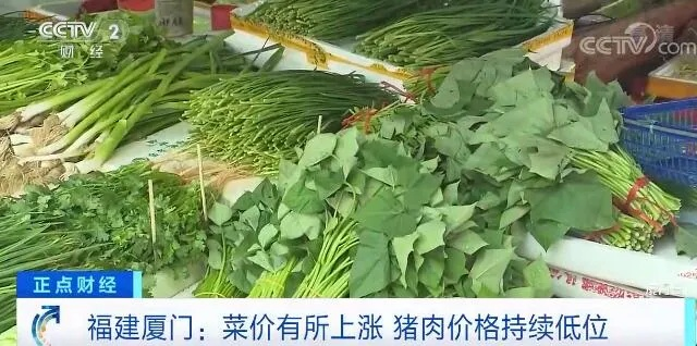 【福建今日菜价】2025年7月16日福建菜价是多少 【福建今日菜价】2025年7月16日福建菜价是多少