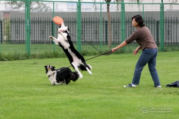 飞盘狗俱乐部:让爱犬与主人一起享受运动的快乐时光 飞盘狗俱乐部:让爱犬与主人一起享受运动的快乐时光