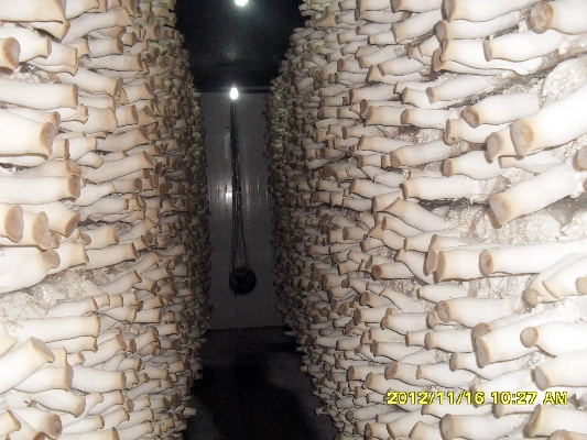 临沂市杏鲍菇厂的长尾关键词有哪些 临沂市杏鲍菇厂的长尾关键词有哪些