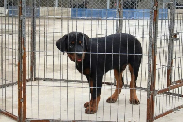 河南恩施犬舍的相关长尾关键词有哪些 河南恩施犬舍的相关长尾关键词有哪些