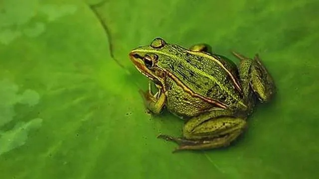 临沂市青蛙的长尾关键词有什么 临沂市青蛙的长尾关键词有什么