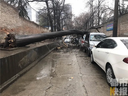西安市古树倒了怎么办 西安市古树倒了怎么办