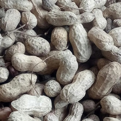 临沂市白沙花生种哪里有 临沂市白沙花生种哪里有