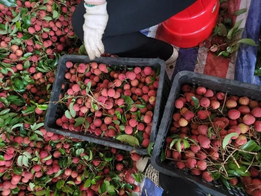 南宁市哪个市场批发荔枝 南宁市哪个市场批发荔枝