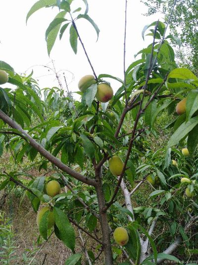 临沂市桃子家园在哪里 临沂市桃子家园在哪里