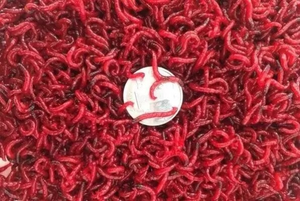 钓红虫最好的工具是全部长尾关键词 钓红虫最好的工具是全部长尾关键词