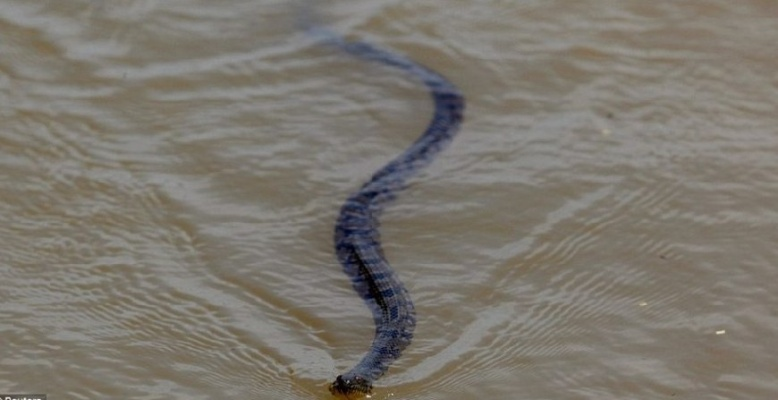 河南水灾,蛇都跑哪去了? 河南水灾,蛇都跑哪去了?