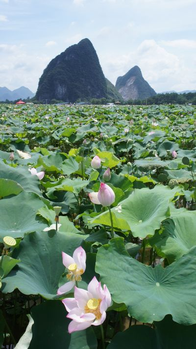 现在桂林市哪里有荷花开 现在桂林市哪里有荷花开