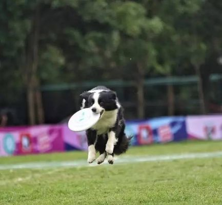 飞盘狗俱乐部:让爱犬与主人一起享受运动的快乐时光 飞盘狗俱乐部:让爱犬与主人一起享受运动的快乐时光