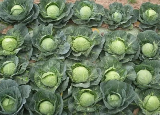 兰州甘蓝品种的相关长尾关键词有哪些 兰州甘蓝品种的相关长尾关键词有哪些