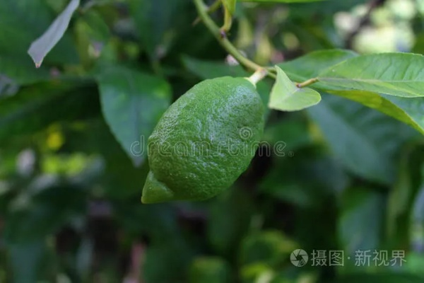 厦门租房绿柠檬的相关长尾关键词有哪些 厦门租房绿柠檬的相关长尾关键词有哪些