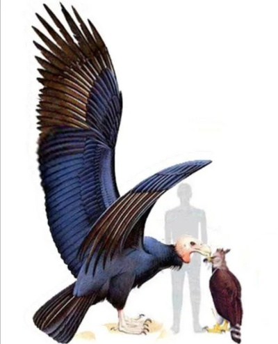 成熟男人的大鸟大全的长尾关键词有哪些 成熟男人的大鸟大全的长尾关键词有哪些