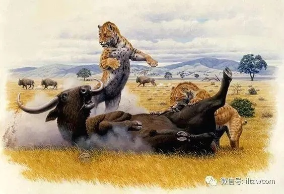 非洲七霸:揭秘这片狂野大陆的顶级掠食者 非洲七霸:揭秘这片狂野大陆的顶级掠食者