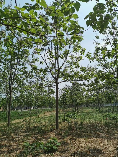 南通泡桐苗相关长尾关键词有哪些 南通泡桐苗相关长尾关键词有哪些