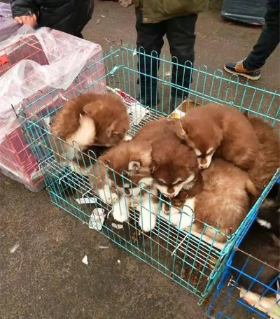保定市贩卖狗电话多少号 保定市贩卖狗电话多少号