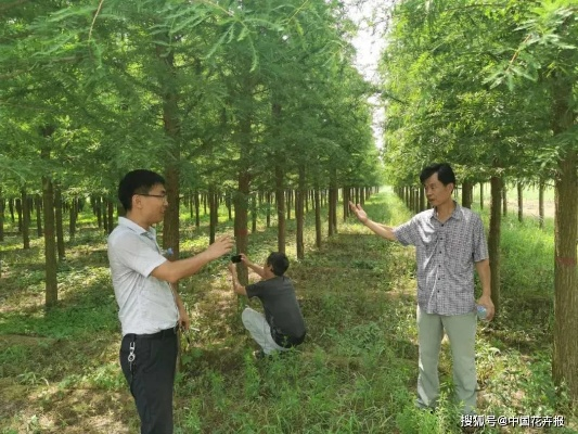 河南大森林公司怎么样 河南大森林公司怎么样