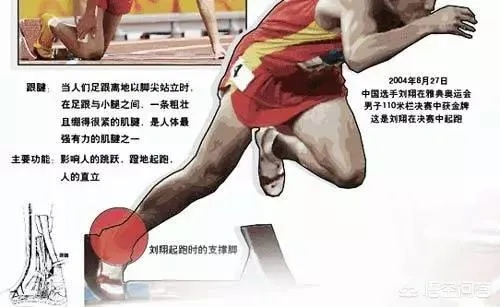 我的跟腱长度决定了我的运动生涯:一个运动员的真实告白 我的跟腱长度决定了我的运动生涯:一个运动员的真实告白
