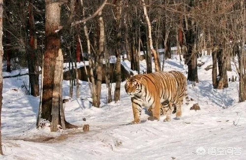 长春东北虎:我与森林之王的不解之缘 长春东北虎:我与森林之王的不解之缘