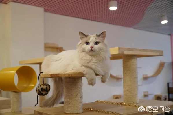 猫窝咖啡 大连的相关长尾关键词有哪些 猫窝咖啡 大连的相关长尾关键词有哪些