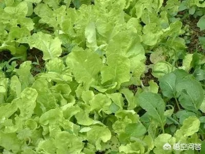 武汉地区六月种什么蔬菜合适? 武汉地区六月种什么蔬菜合适?