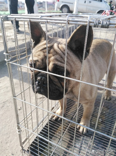 西安经二路(公园南路北口)狗市 , 那地方的狗敢买么? 西安经二路(公园南路北口)狗市 , 那地方的狗敢买么?