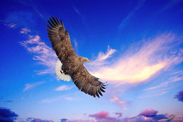 河北保定市鹰击长空的长尾关键词有什么 河北保定市鹰击长空的长尾关键词有什么