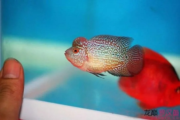 逗鱼电影全部长尾关键词 逗鱼电影全部长尾关键词