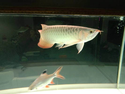 长沙龙鱼转让相关长尾关键词有哪些 长沙龙鱼转让相关长尾关键词有哪些