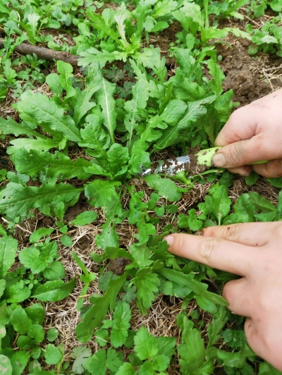 保定市哪里可以挖荠菜呢 保定市哪里可以挖荠菜呢