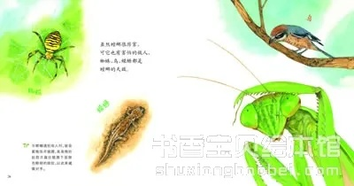 漂亮的桂林虫子绘本相关长尾关键词有哪些 漂亮的桂林虫子绘本相关长尾关键词有哪些