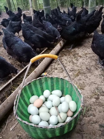 临沂市哪里有卖乌鸡蛋的 临沂市哪里有卖乌鸡蛋的