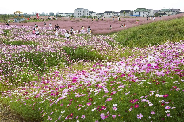 苏州市常熟平巷里花海 苏州市常熟平巷里花海