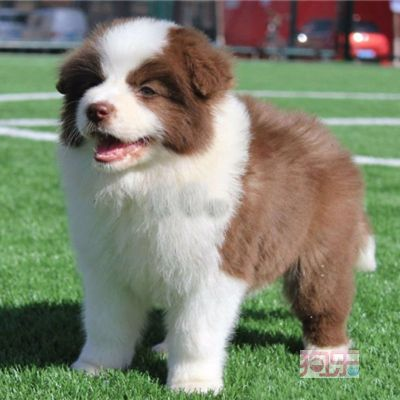 保定市哪里卖边牧的 保定市哪里卖边牧的