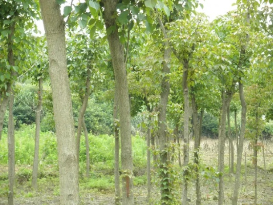 重阳木适合生长在河南吗? 重阳木适合生长在河南吗?