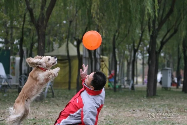 飞盘狗俱乐部:让爱犬与主人一起享受运动的快乐时光 飞盘狗俱乐部:让爱犬与主人一起享受运动的快乐时光