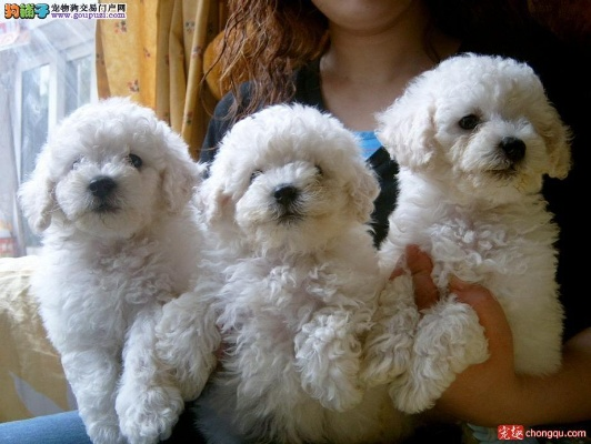 石家庄市哪里卖小狗比熊 石家庄市哪里卖小狗比熊